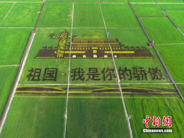 圖為產(chǎn)業(yè)園中的稻田畫。 李碩行 攝 點擊進入下一頁